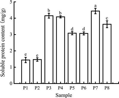 Effects of in vitro digestion on protein degradation, phenolic compound release, and bioactivity of black bean tempeh